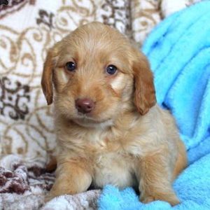 Meet your Posher, Oliver